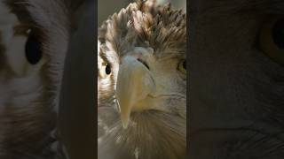 Close up of a Golden Eagle looking straight ahead shorts [upl. by Joshi]