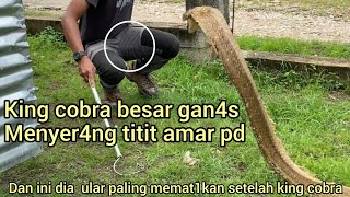 DETIKDETIK TERJADI NYA SERANG4N ULAR KING COBRA BESAR KE KAKI SAAT AKAN KELUARKAN ULAR EKOR MERAH [upl. by Nigle]