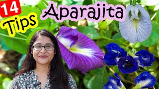 🔴TIPS TO CARE APARAJITA PLANT HOW TO GET FLOWERS IN APARAJITA अपराजिता कैसे उगाए gardening plants [upl. by Hoban25]