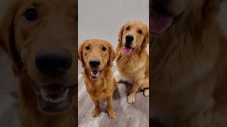 goldenretriever puppy pets [upl. by Dnalevets]