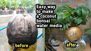 HOW TO MAKE A COCONUT BONSAI USING WATER AS MEDIA [upl. by Eiramanna]