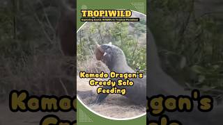 Komodo Dragons Greedy Solo Feeding komodo video ytshorts [upl. by Sherard696]