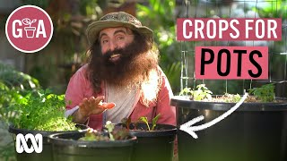 Vegie Crops That Thrive in Pots  Growing Fruit and Veggies  Gardening Australia [upl. by Schuman942]