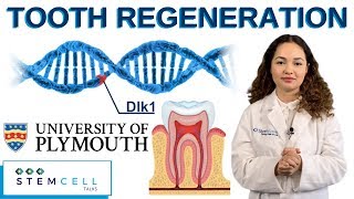 Stem Cells Activate Tooth Regeneration [upl. by Aicram]