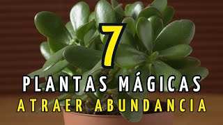 7 Plantas Mágicas Reveladas para atraer la Abundancia [upl. by Llerot]