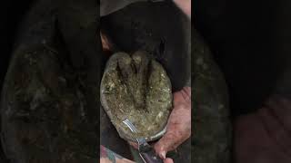 Restoring Hooves  Full video on the channel shorts farrier satisfying asmr [upl. by Ainirtak569]