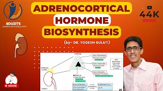 Adrenocortical Hormone Biosynthesis [upl. by Yarg263]