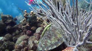 5 Gorgeous Turtle 30 sec Gibsons Bight Roatan Honduras [upl. by Jard644]