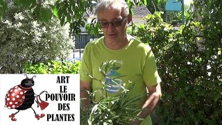 Conseil jardinage Ptéris de Crète Pteris cretica Entretien et arrosage Plante dintérieur [upl. by Koo]