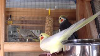 Female cockatiel showing sexual mating signs [upl. by Entirb]