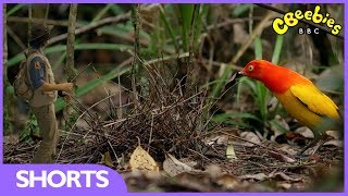 CBeebies  Andys Safari Adventures  Bowerbird [upl. by Cordova]