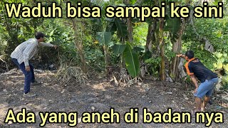 WARGA PASTI T4KUT WADUH BISA SAMPAI KE SINIMAU DI LEPAS DI MANA INI KAC4U BENER [upl. by Broadbent]