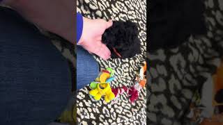 Black Miniature poodle puppies for sale [upl. by Asi]