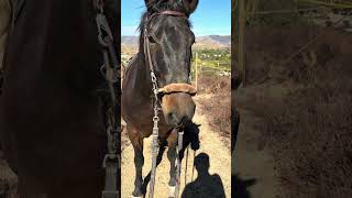 Mustang resisting ride blueberryranch equestrian ranch horse wildmustang horseriding cowboys [upl. by Mosier]