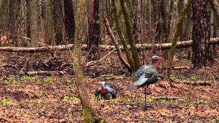 Public Land Turkey Hunting  Georgia Longbeards [upl. by Mulry15]