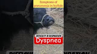 Dyspnea l Pneumonia l difficulty in respiration l Dr Umar Khan [upl. by Eneloj913]