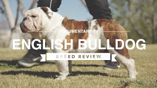 ENGLISH BULLDOG BREED REVIEW [upl. by Peatroy]