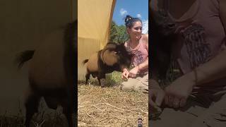 Goat Harassment Part 2 short ytshort trandingreel [upl. by Adella228]