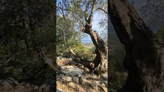 Wild Kefalonia [upl. by Ahsilla776]