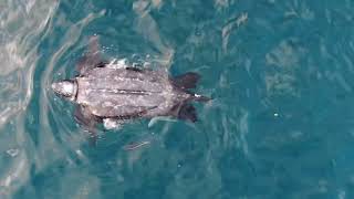 RARE LEATHERBACK TURTLE AT BONDI [upl. by Yecnuahc]