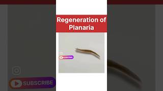 regeneration of planaria real life  how do organisms reproduce class 10 biology learn class10 [upl. by Dahlstrom]