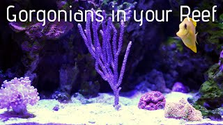 Photosynthetic Gorgonians in your Reef Aquarium [upl. by Nagn]