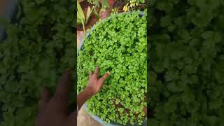 Plantation coriander dhaniya dhaniyakikheti minivlog viralvideo vllogger newvlog vloggger [upl. by Alban520]