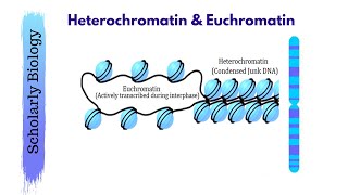 Heterochromatin amp Euchromatin  Molecular Basis of Inheritance  Biology Class 12NEET [upl. by Hesta]