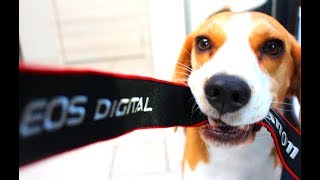 Funny BEAGLE Compilation Why You Should Get A Beagle Dog Episode 4 [upl. by Adaj106]