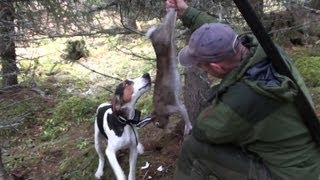 Hunting hare with Caro the norwegian Haldenhound [upl. by Goldsmith]