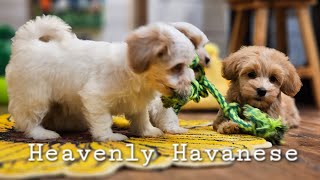 Heavenly Havanese One Reason Left To Fall In Love Puppy Love [upl. by Josefina]