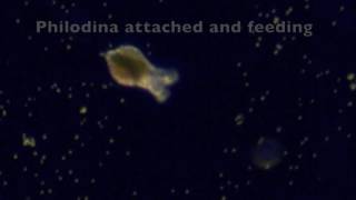 Philodina Rotifer Life Cycle [upl. by Blinni]