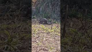 Encontrei dois tipos de tatus na lavoura Quais diferenças você consegue perceber natureza animal [upl. by Dnyletak]