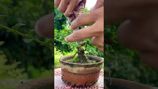 Pruning My Premna Microphylla Mame Bonsai Trank  Bonsai  Sani Bonsai Zone bonsai garden [upl. by Newton]