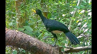 Great Curassow Calling ASMR Video Two Ways Captured by Trail Camera [upl. by Torrie]