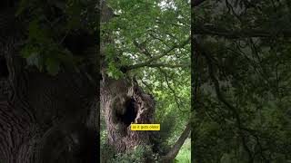 This SHOCKING Fact About Trees Will Surprise You 🤯 [upl. by Eyot]