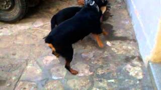 Rottweiler Vs Chien Loup croisé Rottweiler [upl. by Pearlman]