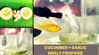 Easy Molly Fish Food  Cucumber Garlic Molly Feed  Bubbles Aqua Coimbatore [upl. by Mareld]