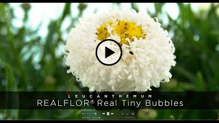 PlantHaven  Leucanthemum REALFLOR® Real Tiny Bubbles [upl. by Twila411]