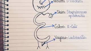 Normal microbial Floraeasy way to remember normal Flora [upl. by Niamjneb]