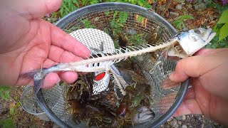 The Best Bait to Catch Crayfish Trapping Experiment [upl. by Sander243]