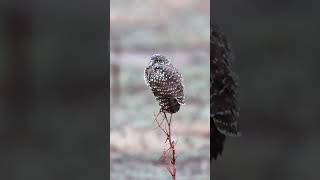 Burrowing Owl  wildlifephotoghraphy burrowingowls [upl. by Gil]