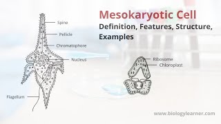 Mesokaryotic Cell  Definition Features Structure Examples [upl. by Jacobsohn]