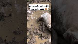 Ye to surf excel se bhi saaf nahi hoga 🙈 lablove cuteanimal labradoruniverse labradorlovers [upl. by Alveta]