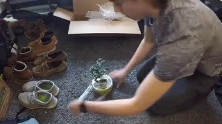 Costa Farms Fukien Tea Bonsai Unboxing Home Depot [upl. by Werd]