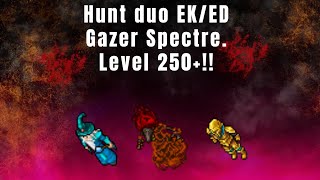 Tibia hunt duo EK e ED  Gazer Spectre 100 explicada LootProfit muito bom level 250 [upl. by Gallager250]