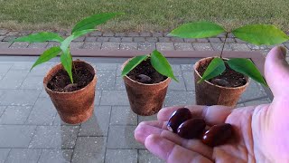 Growing Lychee Litchi from Seed [upl. by Tricia864]