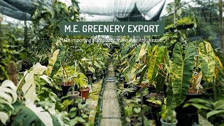 ME GREENERY EXPORT Thailand  Make importing plants easy make everything easier [upl. by Leahcin]