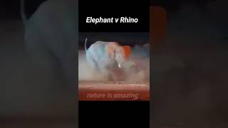 Elephant v Rhino fighting shorts ytshorts youtubeshorts elephant rhinoceros animalafighting [upl. by Stephanus]