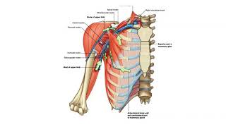 AXILLARY LYMPH NODES  APPLIED ANATOMY  CLINICAL ANATOMY [upl. by Driscoll]